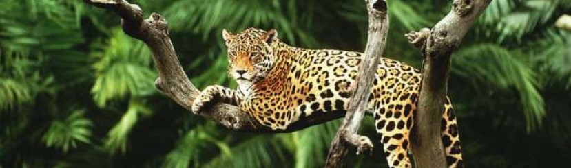 IMPORTANCIA. Mantener sano al jaguar permite que este ‘proteja’ los bosques en los que habita y que estos a su vez limpien el aire. Foto: La Hora
