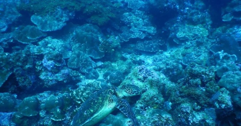 En Galápagos existían diecisiete arrecifes, pero los efectos del fenómeno de El Niño en 1982 y en 1983 los llevaron al borde de la extinción / Foto: Cortesía Parque Nacional Galápagos En Galápagos existían diecisiete arrecifes, pero los efectos del fenómeno de El Niño en 1982 y en 1983 los llevaron al borde de la extinción / Foto: Cortesía Parque Nacional Galápagos