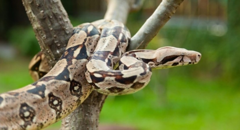 La boa es una especie vulnerable por el potencial peligro de extinción en el que se encuentra / Foto: cortesía Fiscalía General La boa es una especie vulnerable por el potencial peligro de extinción en el que se encuentra / Foto: cortesía Fiscalía General