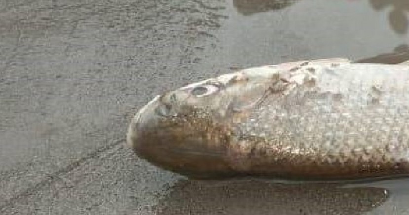 Las evidencias se analizarán en el Laboratorio Nacional de Referencia del Agua y los resultados estarían listos en los próximos 30 días / Foto:  cortesía Ecuavisa