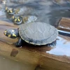 Liberan m&aacute;s de 1.900 tortugas charapas en el r&iacute;o Aguarico