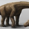 Nuevo f&oacute;sil de dinosaurio hallado en Napo ampl&iacute;a el registro paleontol&oacute;gico de Ecuador