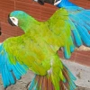 Recuperan aves y tortugas silvestres en controles contra el tr&aacute;fico ilegal 