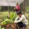 Las mujeres de Sarayaku recuperan especies perdidas de la Amazon&iacute;a