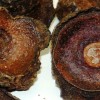 Ishpingo, una planta desconocida fuera de su h&aacute;bitat nativo