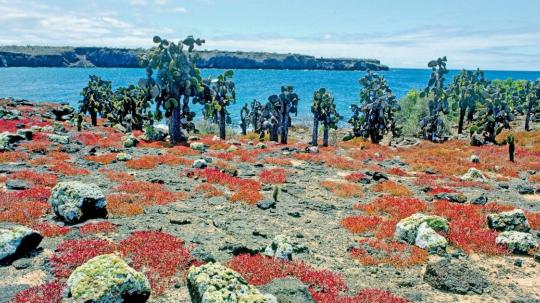 Desde 2014 se plantaron en esta isla 1.250 cactus