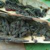 Los shuar transforman los gusanos sapuch en un manjar
