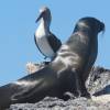 Galápagos busca destacarse como una de las mejores Áreas Protegidas del mundo