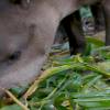 Mamíferos nativos de la Amazonía ecuatoriana, en la gastronomía de los kichwas 