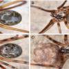Nuevas especies de arañas gigantes fueron descubiertas en Pastaza