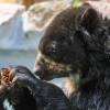 Científicos están tras la pista de los osos de la Cordillera del Cóndor