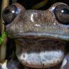 Una guía científica sobre ranas y sapos de los Andes del norte fue presentada