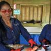Waoranis y kichwas están en incertidumbre por operaciones petroleras en los bloques 16 y 67