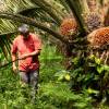 En Joya de los Sachas se analizó la producción de aceite de palma