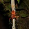 Una nueva especie de araña cangrejo gigante fue descubierta en la Amazonía ecuatoriana 