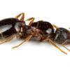 Una de las peores especies de hormigas invasoras fue hallada en Ecuador