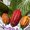 Los precios del cacao se disparan internacionalmente y Ecuador sonríe