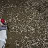 Sequía en la Amazonía y temperaturas récord provocan muerte de toneladas peces en Brasil
