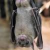 Una nueva especie de murciélago fue descubierta en Zamora