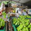China es el quinto mayor mercado para el banano ecuatoriano actualmente
                                                width=