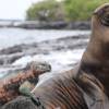 El turismo en Galápagos está a 1 % de llegar a las cifras prepandemia