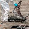 Ecuador activa protocolo de vigilancia de gripe aviar en el recinto El Morro