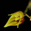 Una nueva orquídea fue descubierta en Pastaza