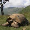 Galápagos: 563 tortugas gigantes fueron repatriadas a su hábitat natural