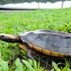 24 especies de vida silvestre volvieron a su hábitat natural en el Yasuní