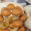 Los hongos ostra son un plato apetecido en Napo