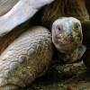 Tortugas vuelven 150 años después a anidar en isla desratizada de Galápagos