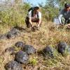 Galápagos: 86 tortugas criadas en cautiverio regresaron a su hábitat natural