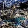 El Plástico amenaza la vida en las Islas Galápagos