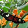 Dedalma se ha convertido en un refugio de mariposas en Pastaza 