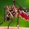 4 personas han muerto con dengue en Ecuador