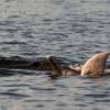 Investigadores logran escuchar a los delfines de río en peligro de extinción en Amazonas 