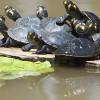 Los cofanes han logrado conservar exitosamente las tortugas charapas