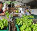 China es el quinto mayor mercado para el banano ecuatoriano actualmente