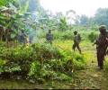 Destruyen 10.000 plantas de coca  en Sucumbíos
