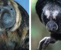 Nueva especie de primate fue confirmada en Pastaza
