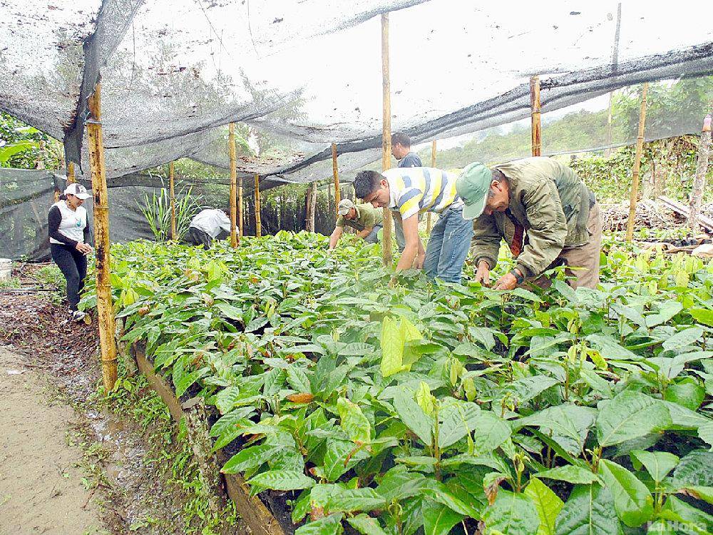 Una organización destaca en el cacao
