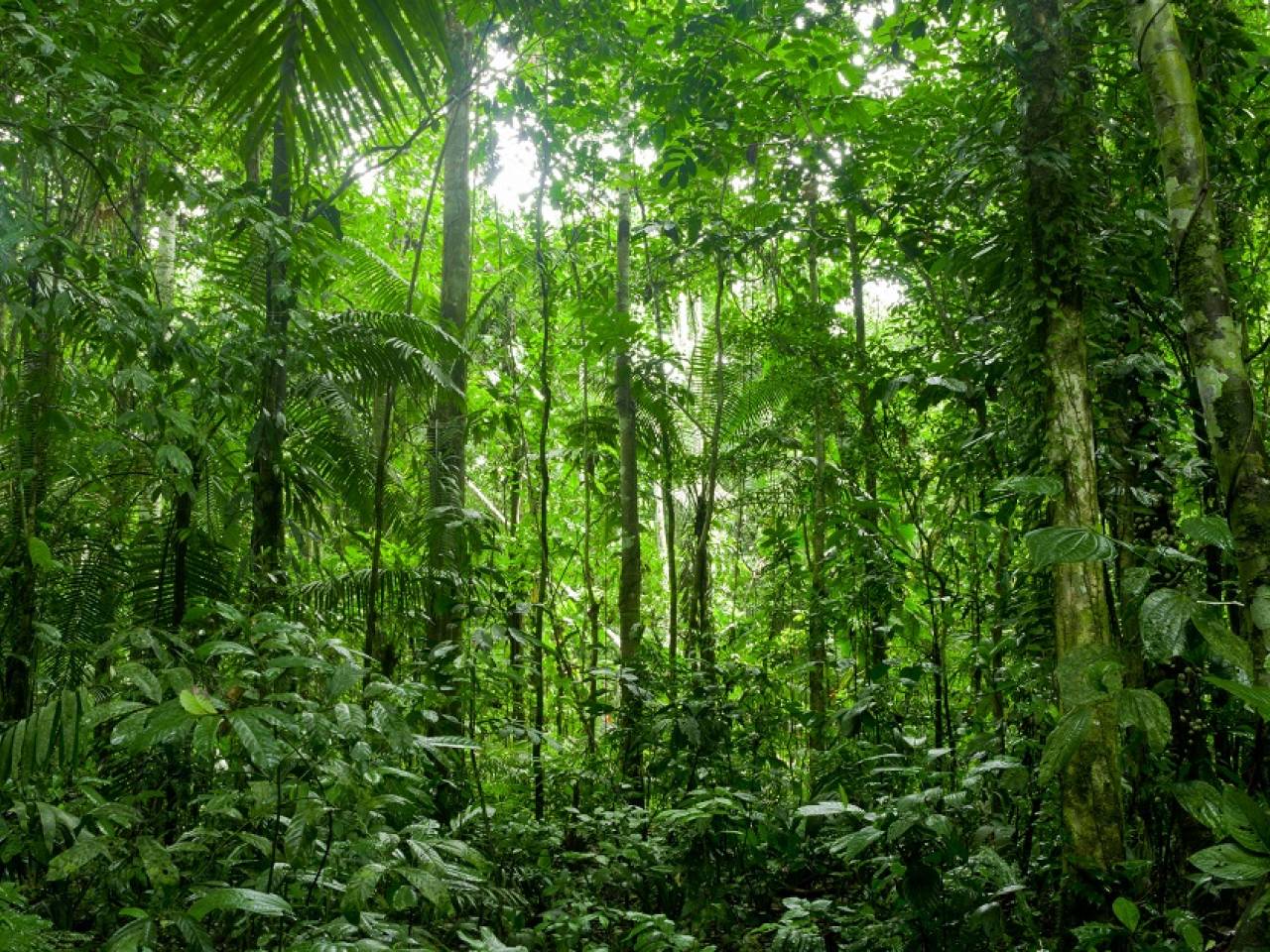 Rainforest style. Тропические заросли. Тропический лес. Лесные заросли. Тропический лес фон.