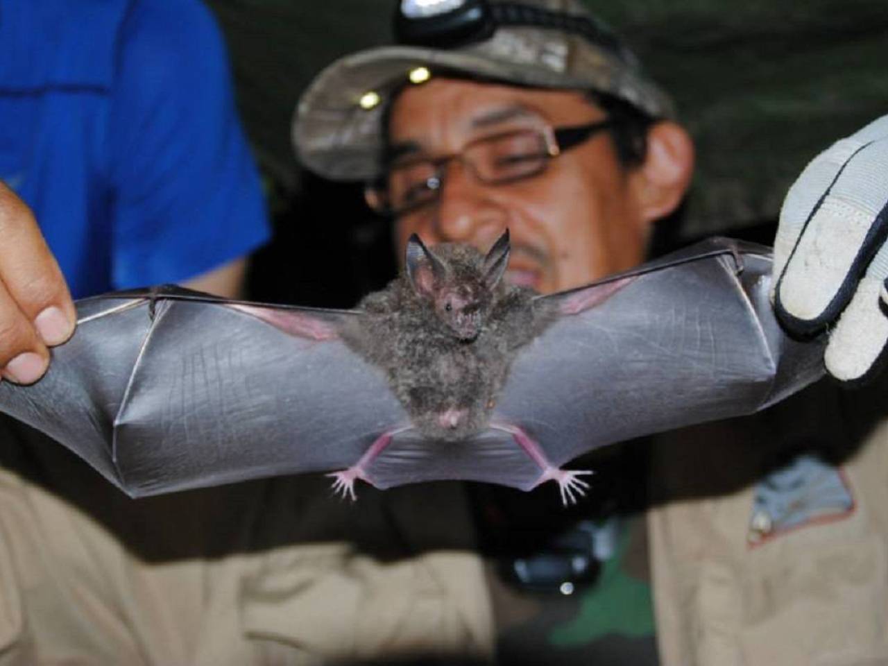 Que Hacer Si Te Encuentras Un Murcielago COVID-19 aumenta el estigma contra murciélagos; expertos llaman a no