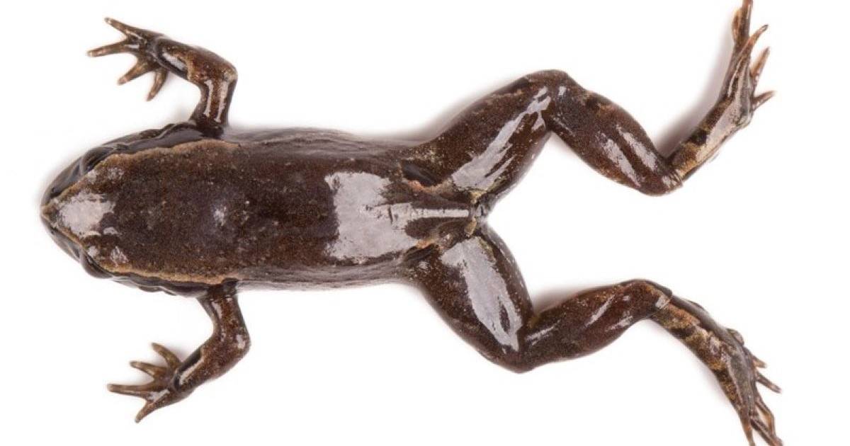 7 nuevas especies de ranas fueron descubiertas en Ecuador