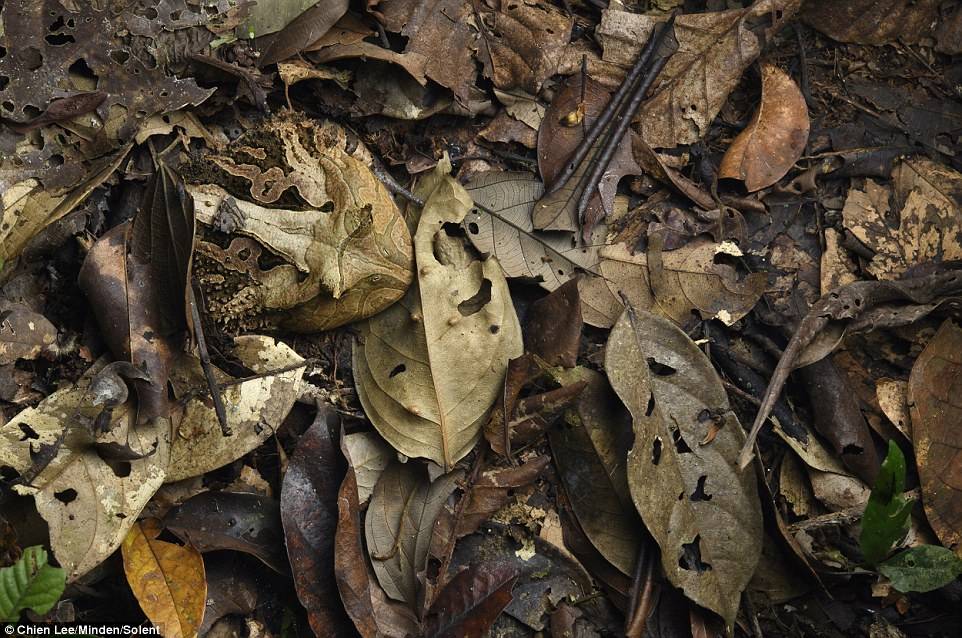 Can YOU spot the frog? Amphibian uses its camouflage to hide from