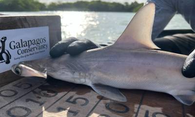 Está se suma a otras dos "guarderías" de ejemplares de menos de un año de esta especie  halladas anteriormente en el archipiélago ecuatoriano / Foto: EFE