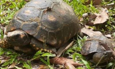 21 animales silvestres volvieron a su hábitat natural en Orellana: Foto cortesía Ministerio de Ambiente 