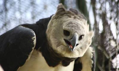 Especies como el águila harpía (Harpia harpyja) se lograron registrar en el segundo Conteo de Aves en el Yasuní. Foto: El Universo