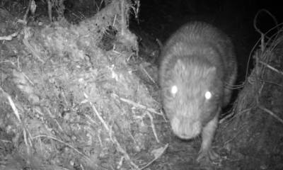 Cámaras trampa identifican varios mamíferos en el Parque Sangay / Foto cortesía Ministerio de Ambiente