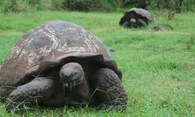 Estas tortugas están clasificadas como "en peligro crítico" por la Unión Internacional para la Conservación de la Naturaleza (UICN) / Foto: EFE